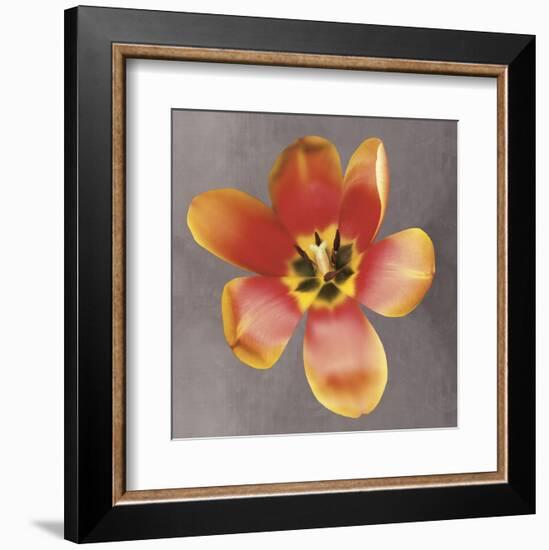 Sunshine Tulip-Erin Clark-Framed Art Print