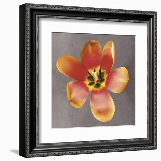 Sunshine Tulip-Erin Clark-Framed Art Print