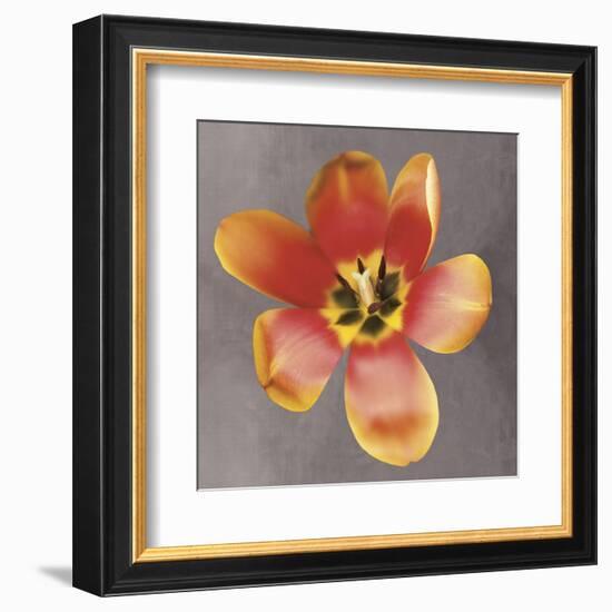 Sunshine Tulip-Erin Clark-Framed Art Print