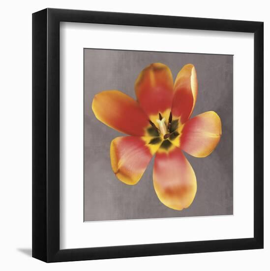 Sunshine Tulip-Erin Clark-Framed Art Print