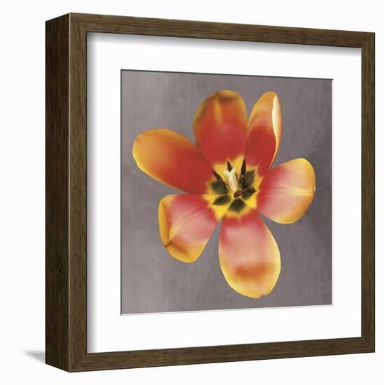 Sunshine Tulip-Erin Clark-Framed Art Print