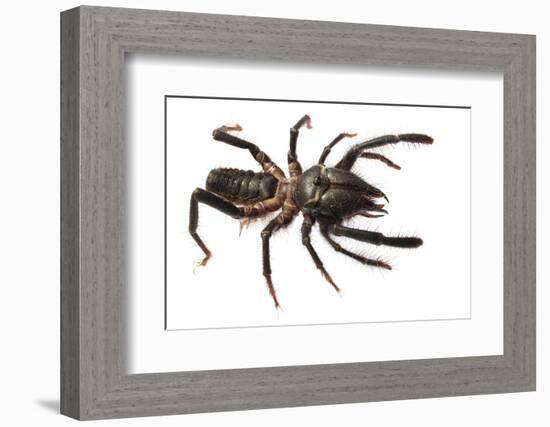 Sunspider - Solifuge (Rhagodeca Impavida) Oman. Meetyourneighbours. Net Project-Javier Aznar-Framed Photographic Print