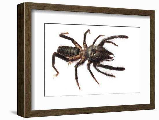 Sunspider - Solifuge (Rhagodeca Impavida) Oman. Meetyourneighbours. Net Project-Javier Aznar-Framed Photographic Print