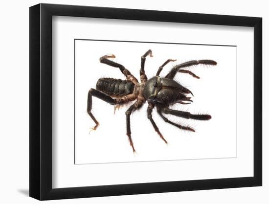 Sunspider - Solifuge (Rhagodeca Impavida) Oman. Meetyourneighbours. Net Project-Javier Aznar-Framed Photographic Print