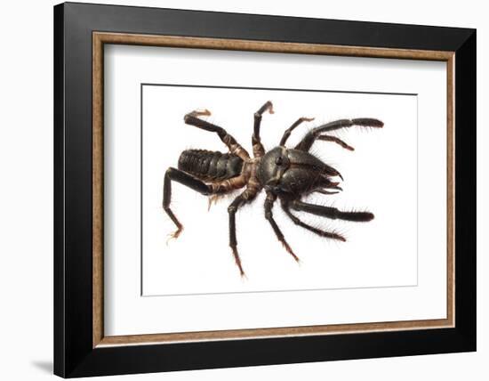 Sunspider - Solifuge (Rhagodeca Impavida) Oman. Meetyourneighbours. Net Project-Javier Aznar-Framed Photographic Print