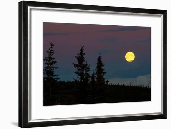 Super Moon Rising In Denali National Park-Lindsay Daniels-Framed Photographic Print