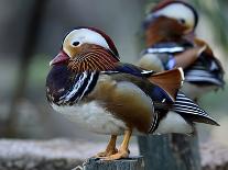 Amazing Mandarin Duck (Aix Galericulata) the Fantastic Animal Standing on the Pole with Other Behin-Super Prin-Photographic Print