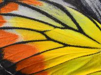 Colorful of Scarlet Macaw Bird's Feathers with Red Yellow Orange and Blue Shades, Exotic Nature Bac-Super Prin-Photographic Print