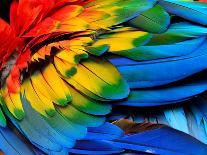 Colorful of Scarlet Macaw Bird's Feathers with Red Yellow Orange and Blue Shades, Exotic Nature Bac-Super Prin-Photographic Print