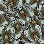 Exotic Grey and Pale Green Background Made of Cambodian Junglequeen Butterflies in the Greatest Des-Super Prin-Framed Photographic Print