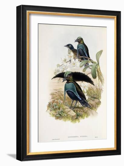 Superb Bird of Paradise-null-Framed Premium Giclee Print