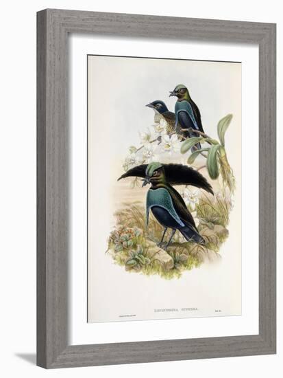 Superb Bird of Paradise-null-Framed Giclee Print