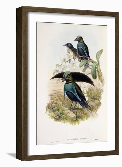 Superb Bird of Paradise-null-Framed Giclee Print