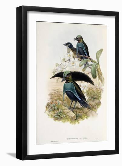 Superb Bird of Paradise-null-Framed Giclee Print