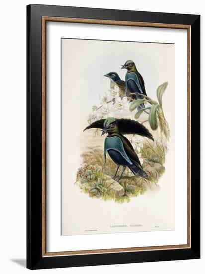 Superb Bird of Paradise-null-Framed Giclee Print