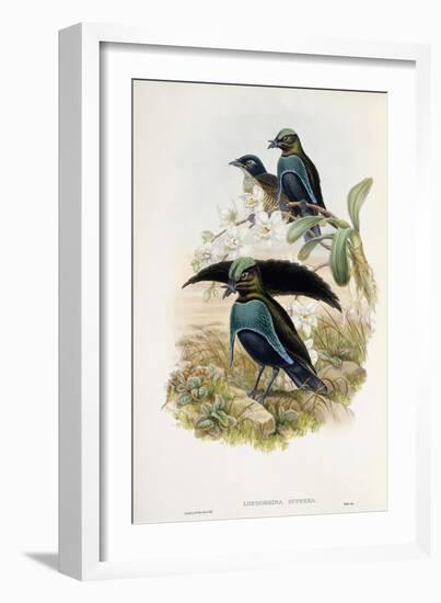 Superb Bird of Paradise-null-Framed Giclee Print