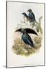 Superb Bird of Paradise-null-Mounted Giclee Print