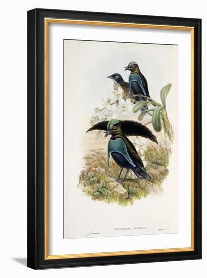 Superb Bird of Paradise-null-Framed Giclee Print