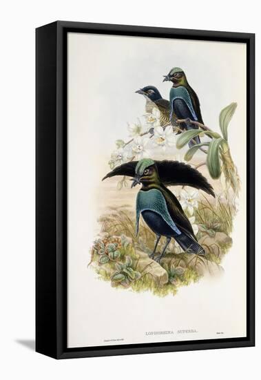 Superb Bird of Paradise-null-Framed Premier Image Canvas