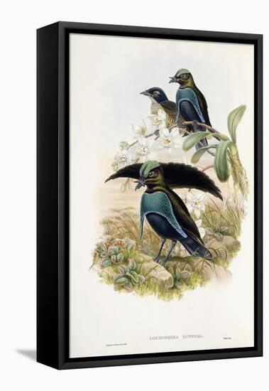 Superb Bird of Paradise-null-Framed Premier Image Canvas