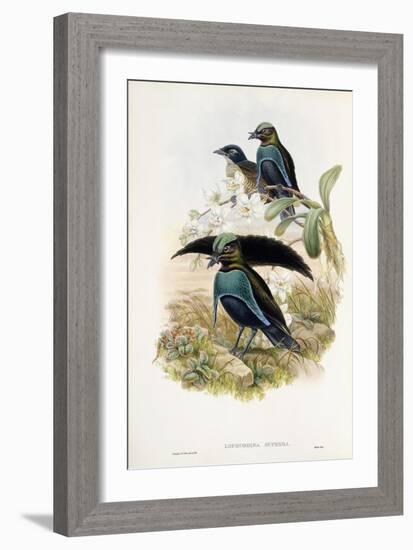 Superb Bird of Paradise-null-Framed Giclee Print