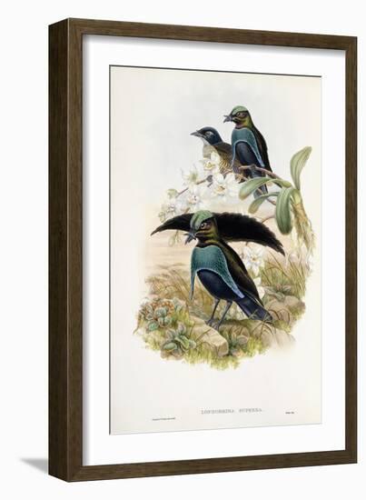 Superb Bird of Paradise-null-Framed Giclee Print