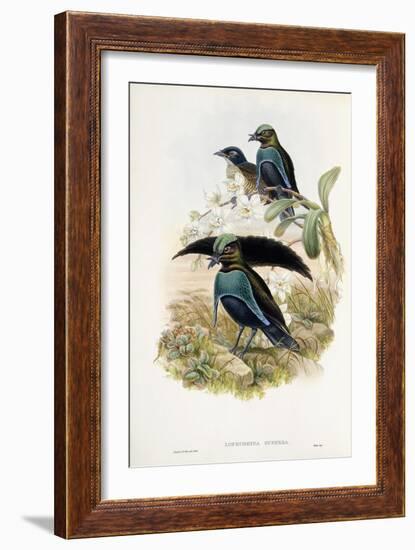 Superb Bird of Paradise-null-Framed Giclee Print