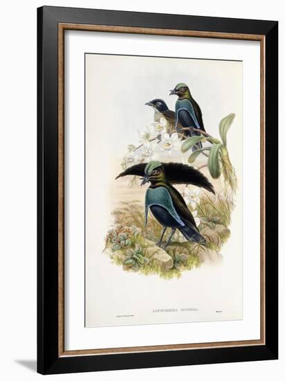 Superb Bird of Paradise-null-Framed Giclee Print