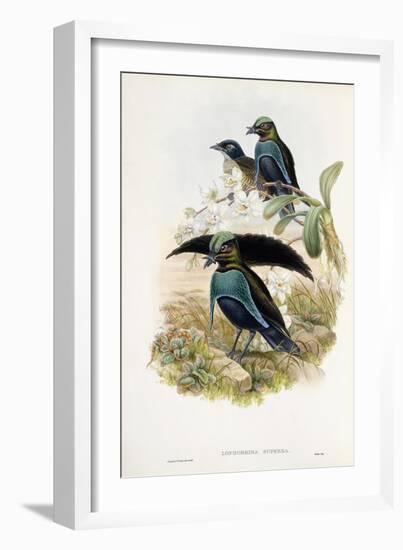 Superb Bird of Paradise-null-Framed Giclee Print