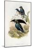 Superb Bird of Paradise-null-Mounted Giclee Print