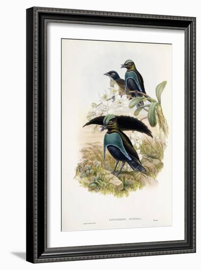 Superb Bird of Paradise-null-Framed Giclee Print