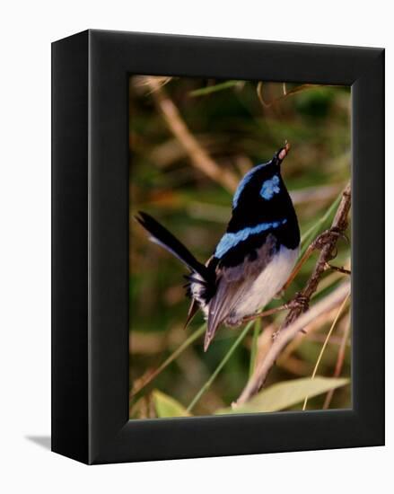 Superb Fairy-Wren or Blue Wren., Australia-Charles Sleicher-Framed Premier Image Canvas