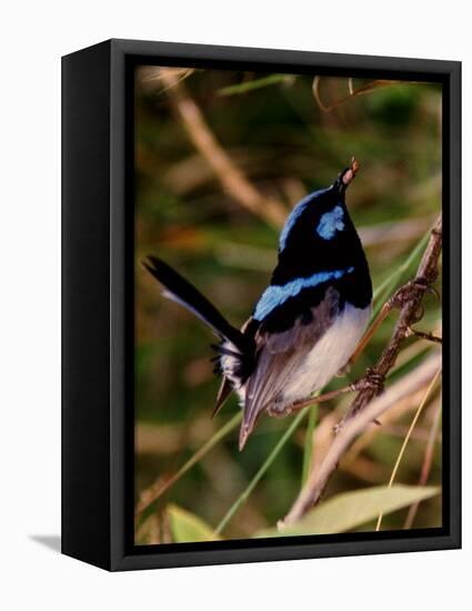 Superb Fairy-Wren or Blue Wren., Australia-Charles Sleicher-Framed Premier Image Canvas