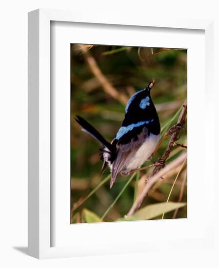 Superb Fairy-Wren or Blue Wren., Australia-Charles Sleicher-Framed Photographic Print