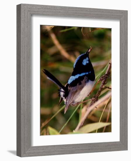 Superb Fairy-Wren or Blue Wren., Australia-Charles Sleicher-Framed Photographic Print