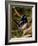 Superb Fairy-Wren or Blue Wren., Australia-Charles Sleicher-Framed Photographic Print