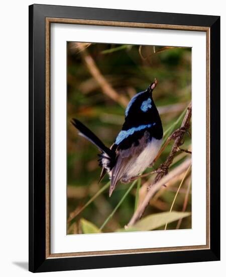 Superb Fairy-Wren or Blue Wren., Australia-Charles Sleicher-Framed Photographic Print