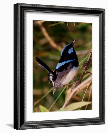 Superb Fairy-Wren or Blue Wren., Australia-Charles Sleicher-Framed Photographic Print