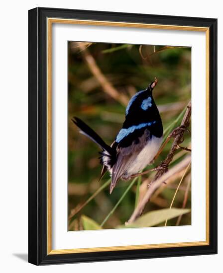 Superb Fairy-Wren or Blue Wren., Australia-Charles Sleicher-Framed Photographic Print