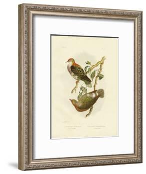 Superb Fruit Pigeon, 1891-Gracius Broinowski-Framed Giclee Print
