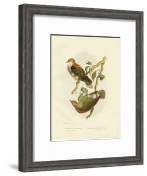 Superb Fruit Pigeon, 1891-Gracius Broinowski-Framed Giclee Print