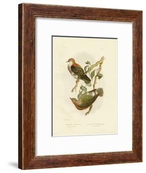 Superb Fruit Pigeon, 1891-Gracius Broinowski-Framed Giclee Print