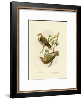 Superb Fruit Pigeon, 1891-Gracius Broinowski-Framed Giclee Print