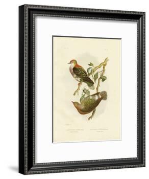 Superb Fruit Pigeon, 1891-Gracius Broinowski-Framed Giclee Print