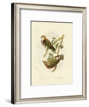 Superb Fruit Pigeon, 1891-Gracius Broinowski-Framed Giclee Print