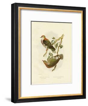 Superb Fruit Pigeon, 1891-Gracius Broinowski-Framed Giclee Print
