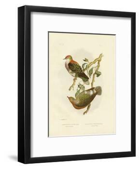 Superb Fruit Pigeon, 1891-Gracius Broinowski-Framed Giclee Print