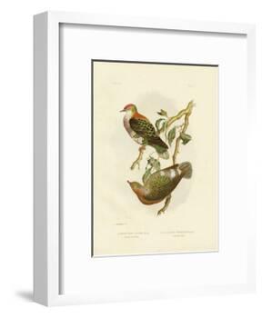 Superb Fruit Pigeon, 1891-Gracius Broinowski-Framed Giclee Print