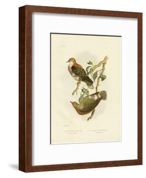 Superb Fruit Pigeon, 1891-Gracius Broinowski-Framed Giclee Print