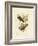 Superb Fruit Pigeon, 1891-Gracius Broinowski-Framed Giclee Print